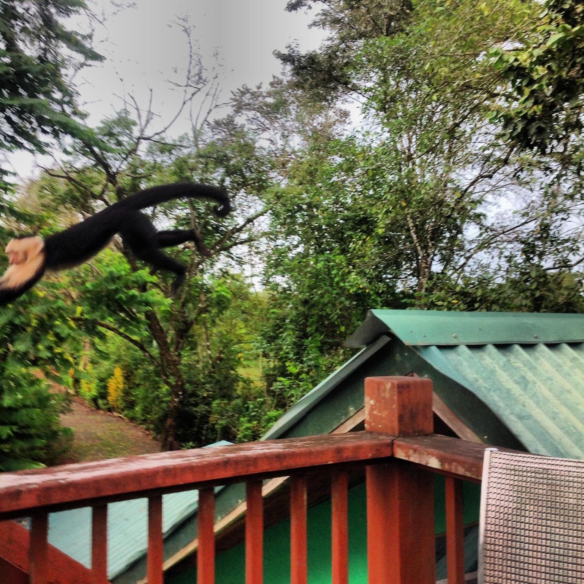Chosa Manglar Suites & Cabins Puerto Jiménez Kültér fotó